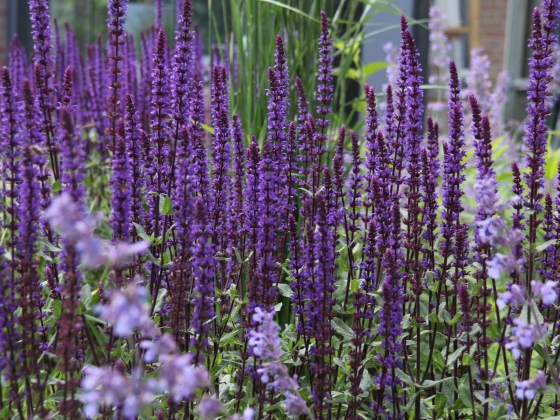 Kleurrijke achtertuin