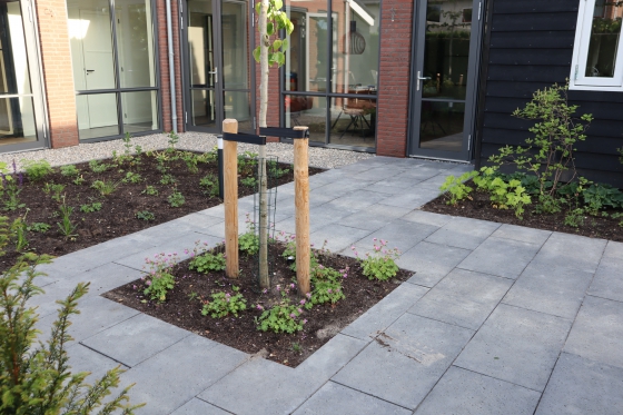 Tuin met rustige vormgeving