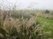 thumb Van boomgaard naar prairietuin