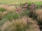 thumb Van boomgaard naar prairietuin